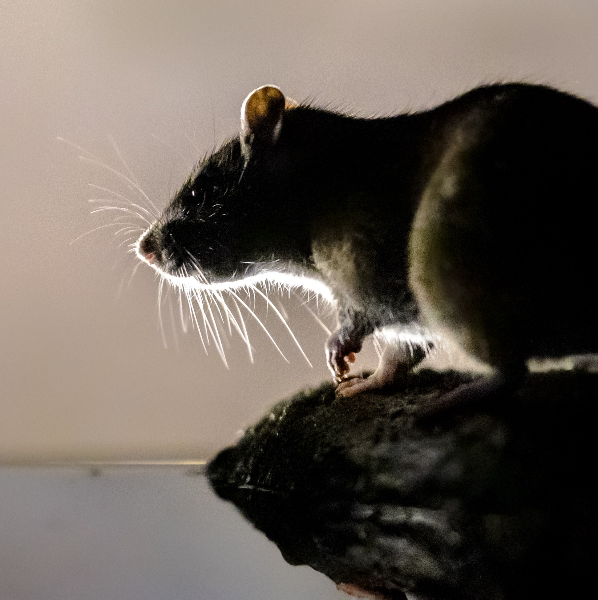 Hate rats? Then you won’t love this new study.