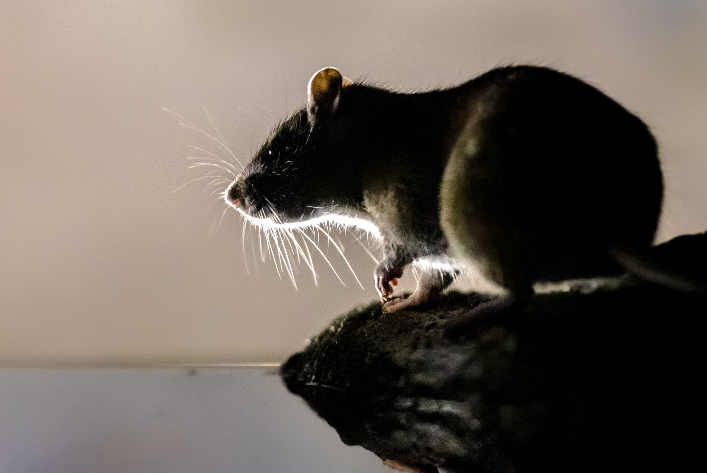 Hate rats? Then you won’t love this new study.