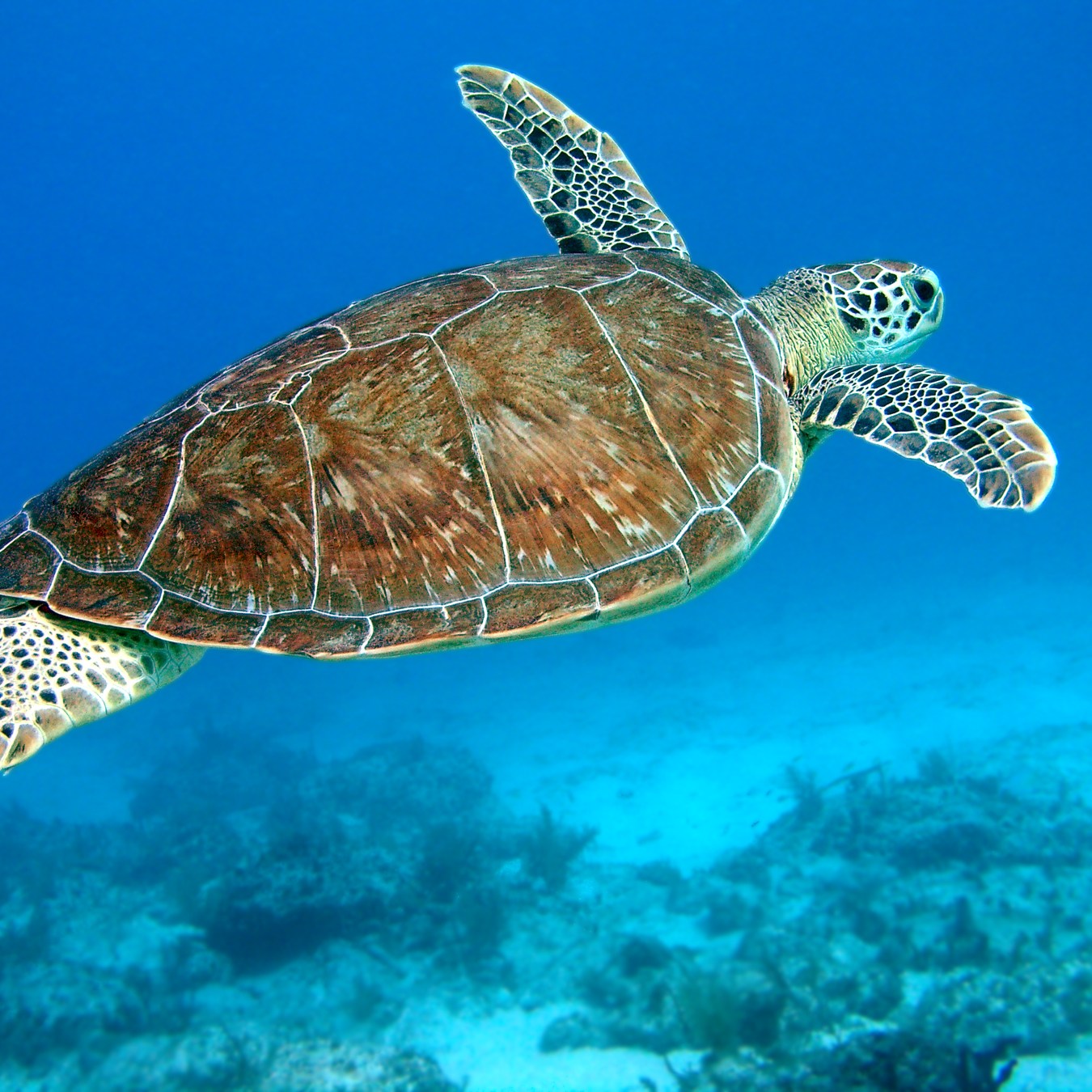 The extraordinary reason why scientists are collecting sea turtle tears