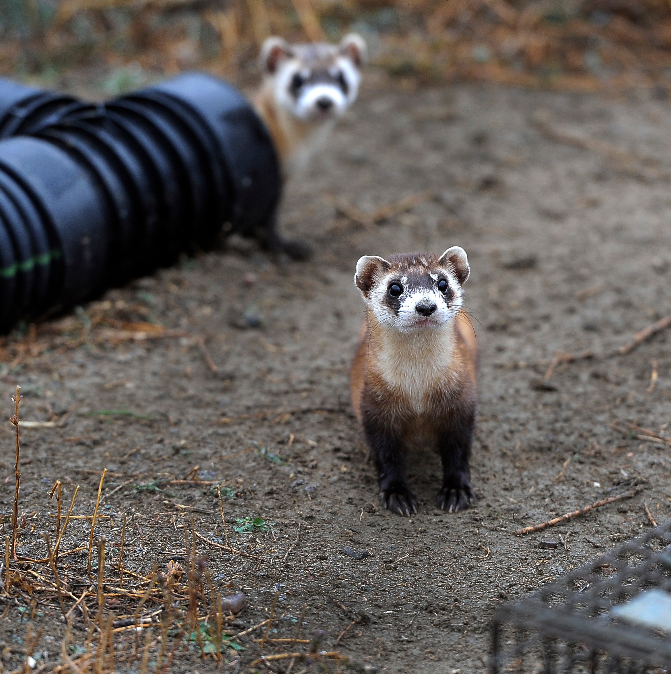 Trump’s job cuts at this overlooked agency put every American at risk