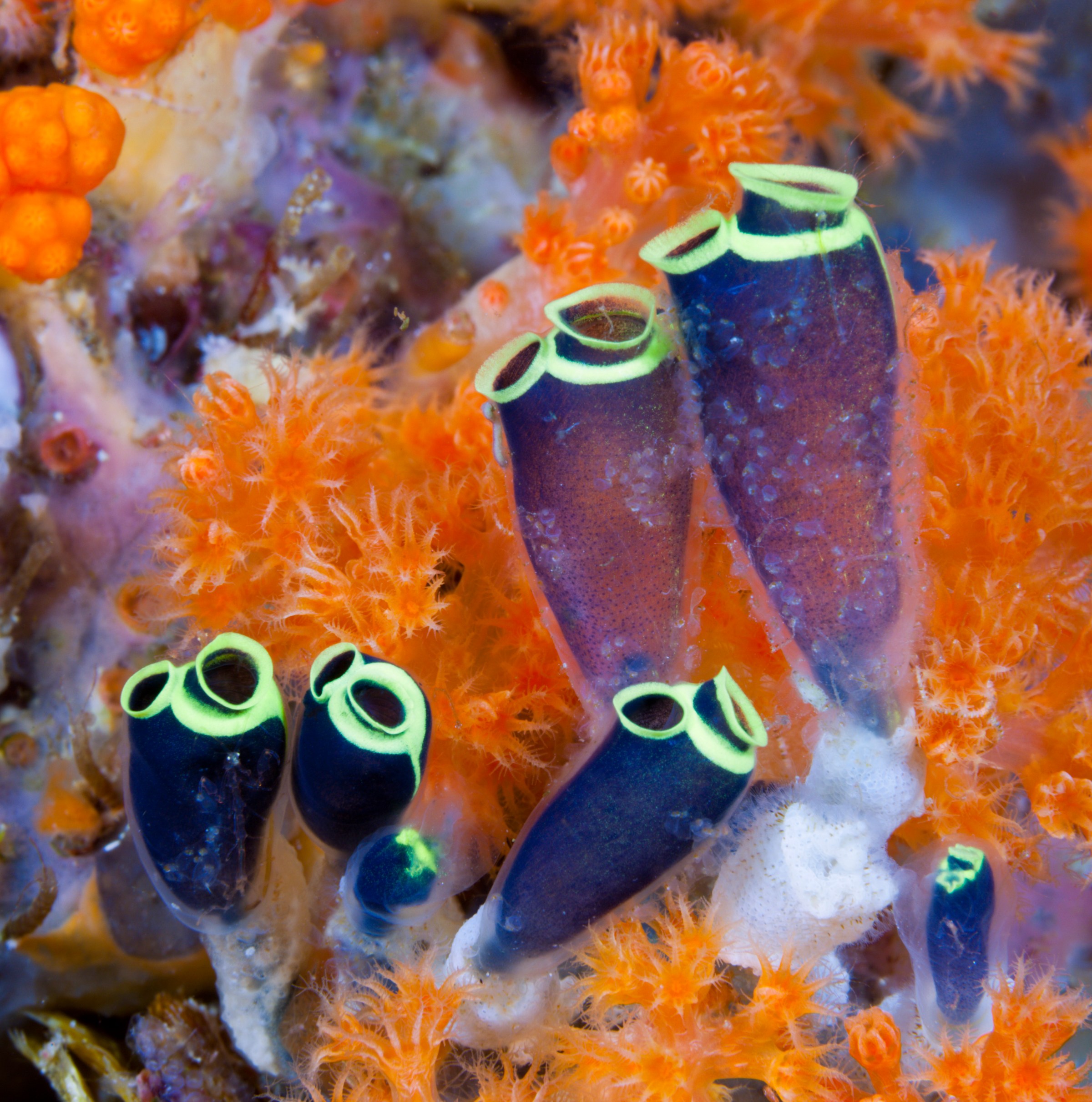 DNA from wild organisms could save your life — but there’s a catch