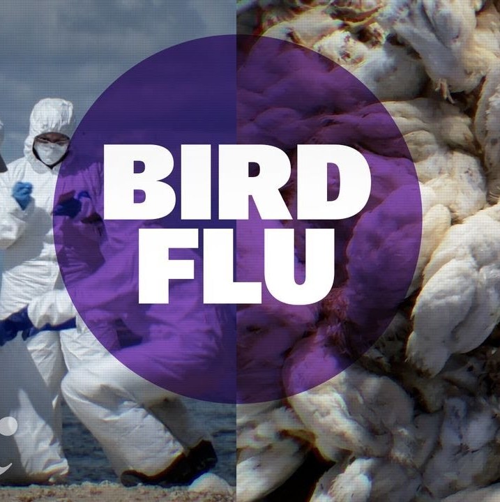 Is it time to worry about bird flu?