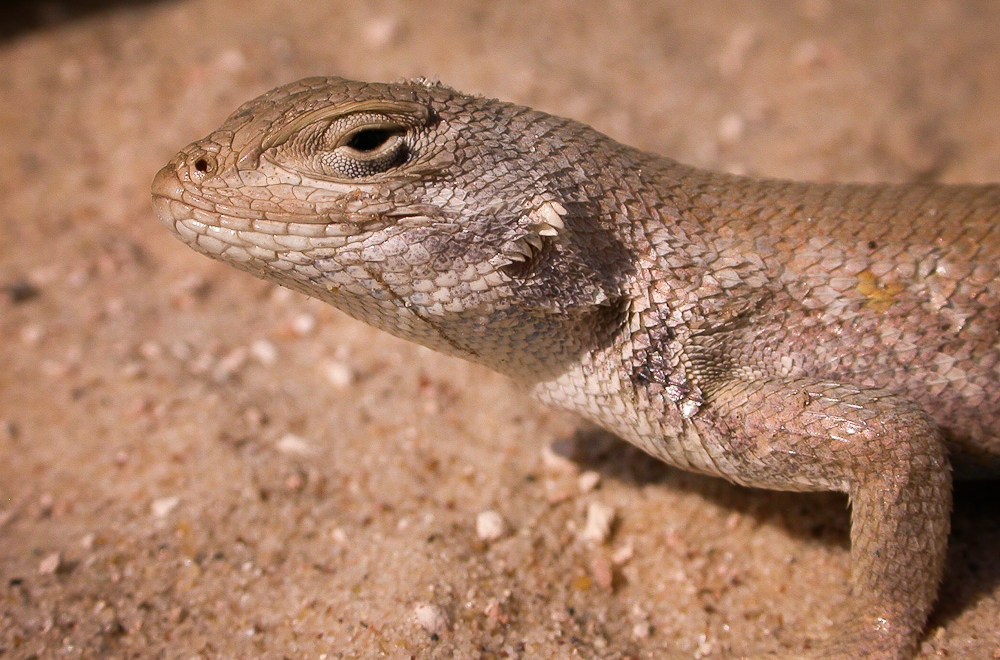 The tiny lizard that will test Trump’s “drill, baby, drill” agenda