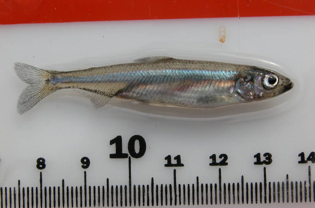 Why does Trump hate this tiny fish so much?