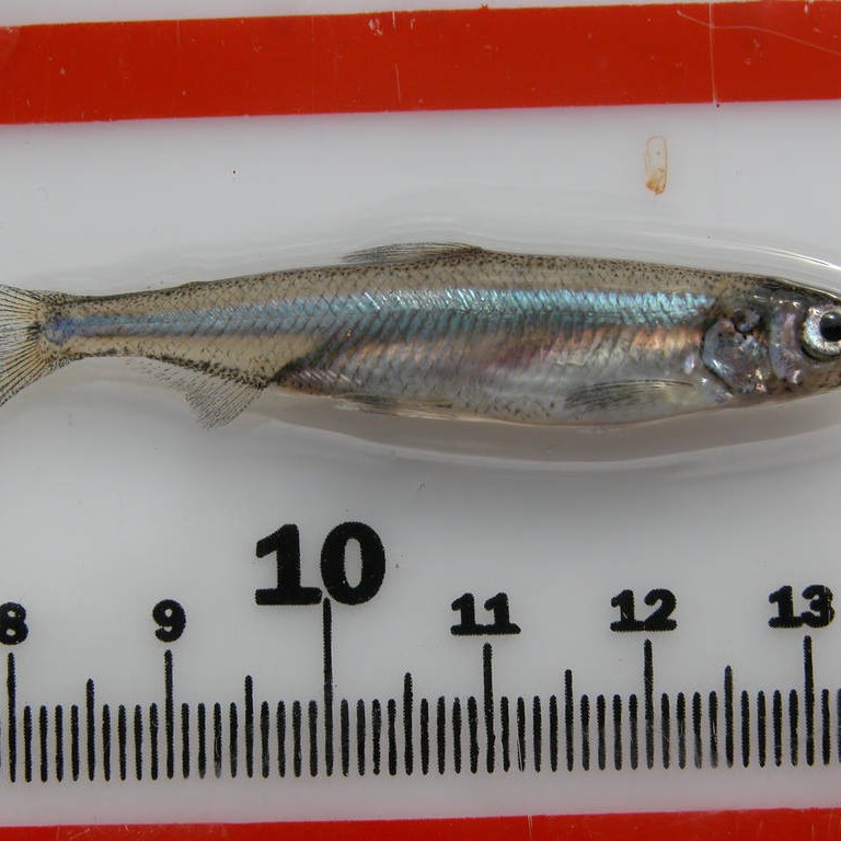 Why does Trump hate this tiny fish so much?